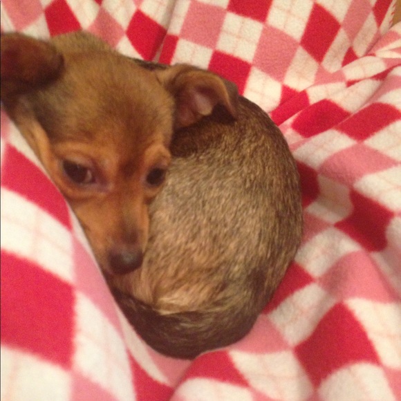 Meet your Posher, Alma - Picture 1 of 1